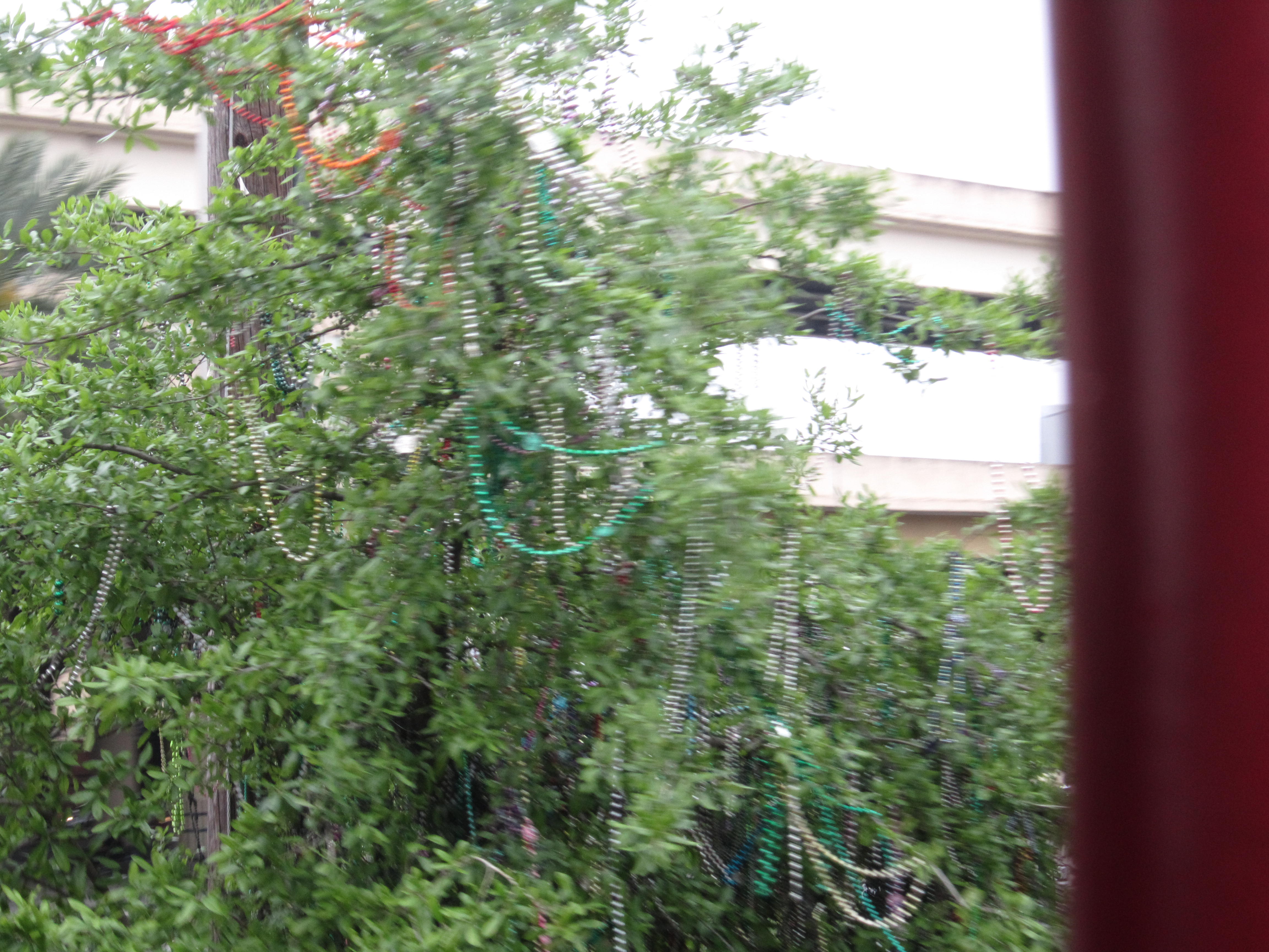 You can find beads & beards in the trees in Louisiana